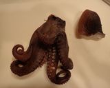 マダコの茹で方作り方9写真