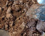 チョコ風味のアイスボックスクッキー作り方9写真