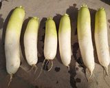大根のごぶ漬け作り方1写真