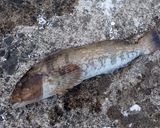 アイナメの湯引き作り方1写真