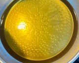 千代の一番といしり醤油で旨チーズカツとじ作り方4写真