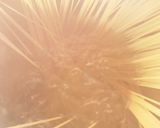 簡単!濃厚チーズのクリームパスタ作り方1写真
