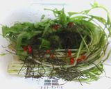 水菜の浅漬け♪♪作り方1写真