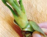 春の味覚☆たらの芽の下処理方法&天ぷら作り方2写真