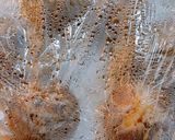 簡単☆山形芋煮風作り方1写真