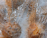 簡単☆山形芋煮風作り方1写真