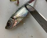 小あじの唐揚げ〜カレーチーズ風味〜作り方2写真