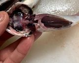 小あじの唐揚げ〜カレーチーズ風味〜作り方4写真