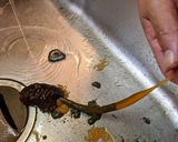 愛知の魚100　高級品のコノワタの作り方作り方5写真
