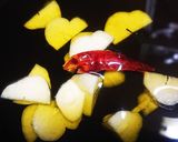 鱈の白子とマッシュルームDEアヒージョ♪作り方9写真