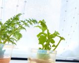 人参的に上下カット☆大根長持ち保存法作り方23写真