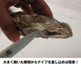 殻付き牡蠣の剥き方作り方5写真