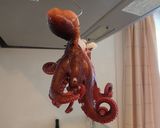 マダコの握り作り方1写真