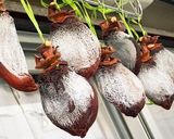 干し柿の作り方(あたご柿）とっても甘い作り方14写真
