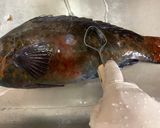【基本】ブダイの捌き方(刺身まで)作り方2写真
