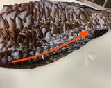 【基本】ブダイの捌き方(刺身まで)作り方9写真