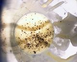 米油とカンタン酢でマヨ風ドレッシング！作り方3写真