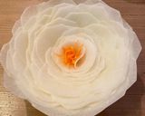 お鍋の具材にプラス＊華やかなスライス大根作り方6写真