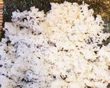 簡単キンパ作り方5写真