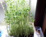 蟹と豆苗のパスタ作り方1写真