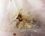 防災食♡鯖オリーブマヨ和えキャロットラペ作り方1写真