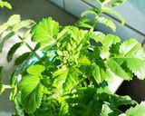 大根の葉を育て食べましょう作り方6写真