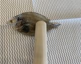 干がれいの雑煮作り方1写真