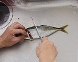 魚のさばき方（３枚おろし）作り方2写真
