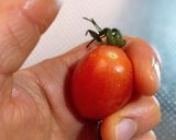 超簡単！プチトマトのヘタの取り方作り方3写真