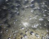 リカちゃん♡白身魚ソテー甘くて苦いソース作り方3写真