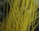 リカちゃん♡たらの芽パスタ作り方10写真