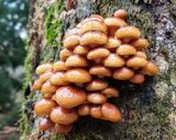 小粒ナメコ、干し平茸を使う里芋の味噌汁作り方1写真