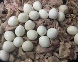基本の豚バラ大根作り方9写真
