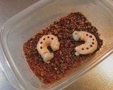 ハロウィンやバレンタインに幼虫チョコ！作り方7写真