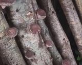 手作り干し椎茸作り方1写真