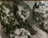 自家製　桜の葉塩漬け作り方4写真