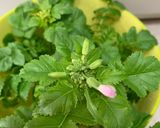 大根の葉を育て食べましょう作り方8写真