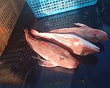 通の味 ホウボウの煮こごり作り方2写真