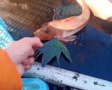 通の味 ホウボウの煮こごり作り方3写真