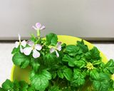 大根の葉を育て食べましょう作り方9写真