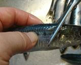 愛知の魚100　イワシのガーリックオイル作り方2写真