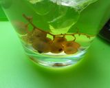 ＊ゆすらうめ酒＊作り方7写真
