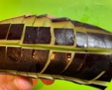 野菜と豚バラ肉の味噌炒め作り方5写真