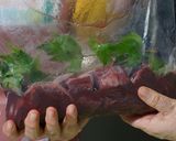 鹿肉と干し柿と大和トウキのカレー作り方1写真