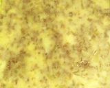 我が家の美味しい手作りコロッケ　作り方7写真