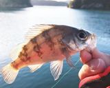メバル、ソイ、アイナメの煮付けロック作り方1写真