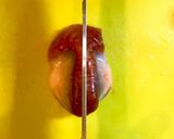 ＊砂肝の塩胡椒焼き＊作り方2写真