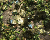 大根の葉と海苔の佃煮ふりかけ作り方4写真