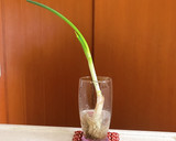 ネギの再利用　キッチンガーデニング作り方3写真