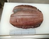 特大！ナメタカレイの煮付け！でっけぇ！作り方1写真